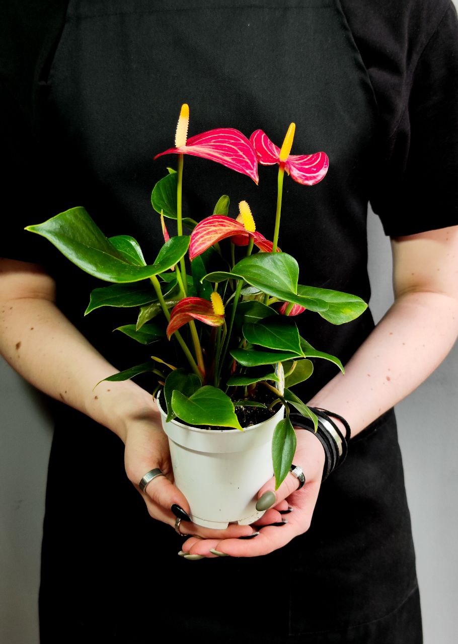 Антуриум Ливиум Ред Микро (Anthurium Livium Red Micro) D9см