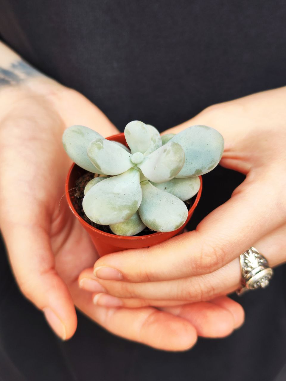 Пахифитум Яйценосный (Pachyphytum Oviferum) D5см