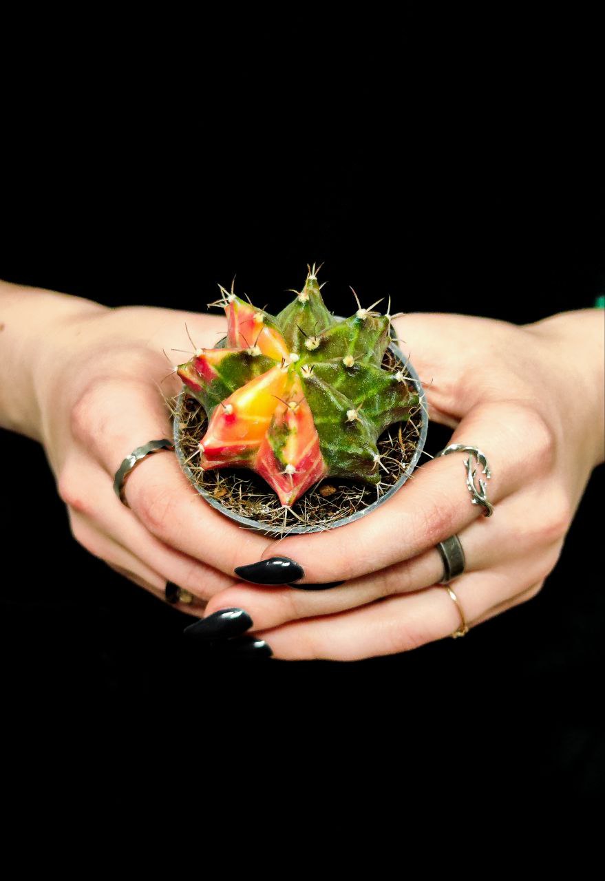 Кактус Гимнокалициум Михановича Вариегатный (Gymnocalycium Mihanovichii Variegata) D6см
