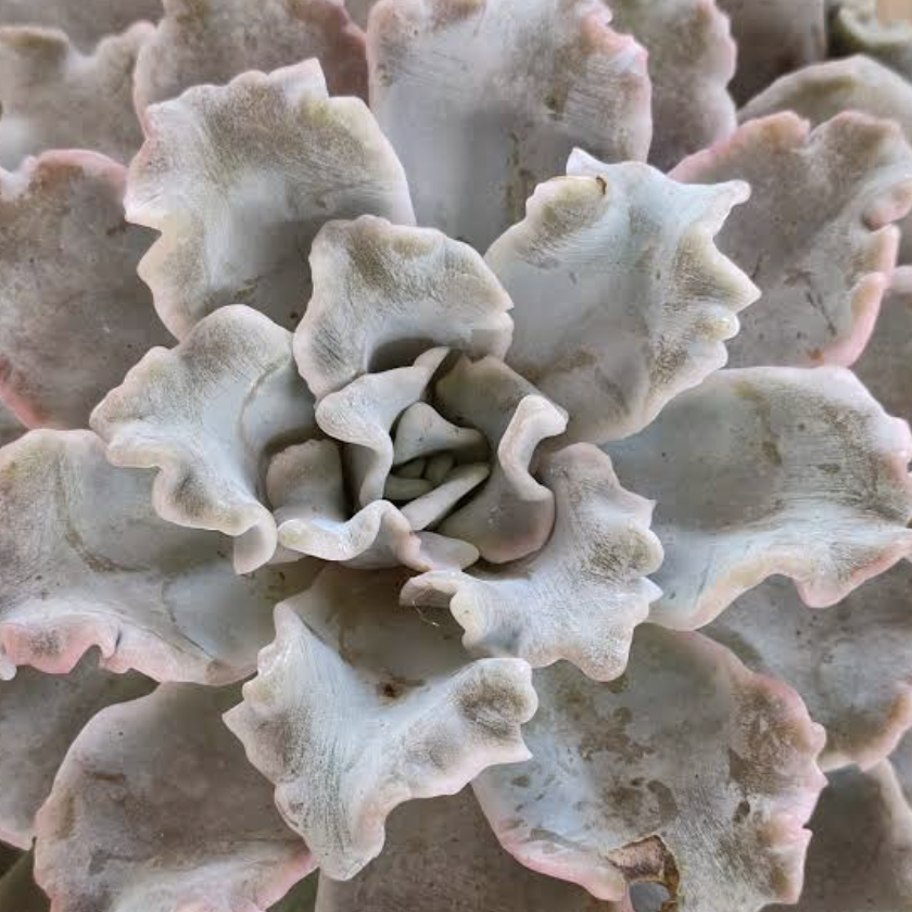 Эхеверия Криспата Бьюти (Echeveria Crispate Beauty) D10см