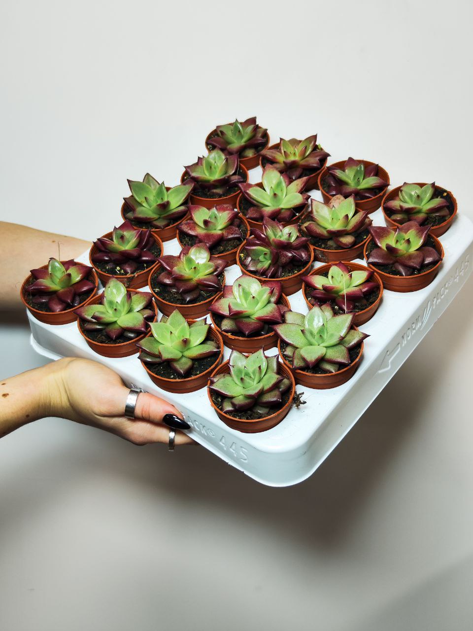 Эхеверия Агавовидная Ромео (Echeveria Agavoides Romeo) D5см