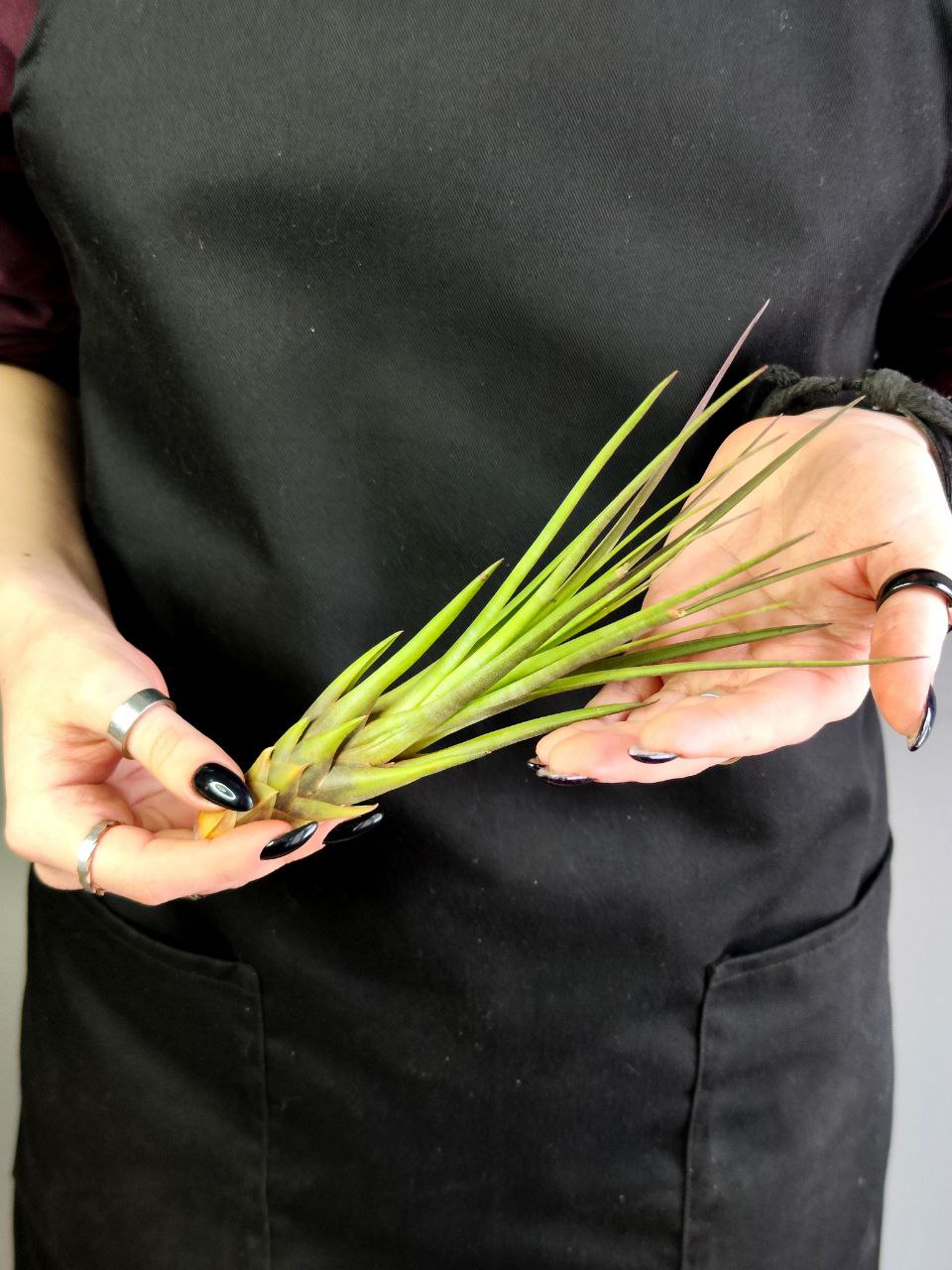 Тилландсия Меланократер Ред (Tillandsia Melanocrater Red)