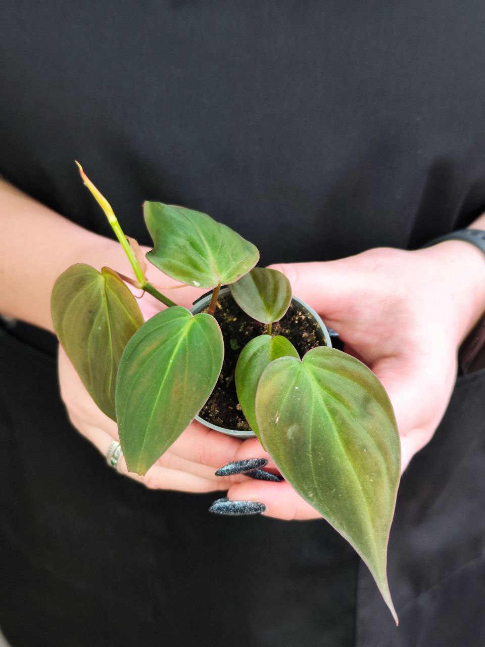 Филодендрон Миканс Бархатный (Philodendron Scandens Micans) D6см