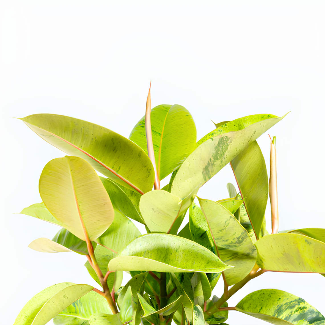 Фикус Эластика Муншайн (Ficus Elastica Moonshine) D17см