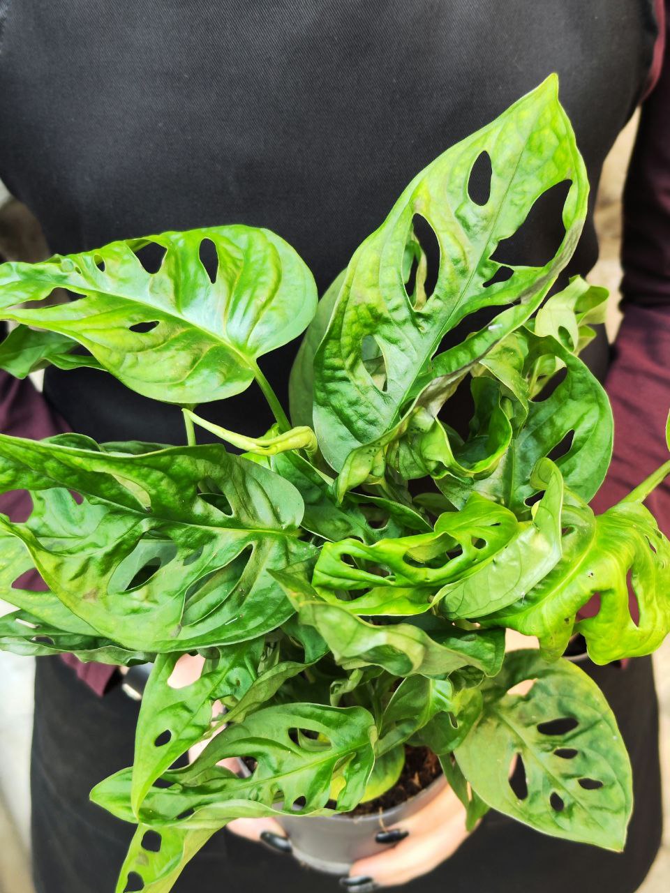 Монстера Адансона (Monstera Adansonii) D11см