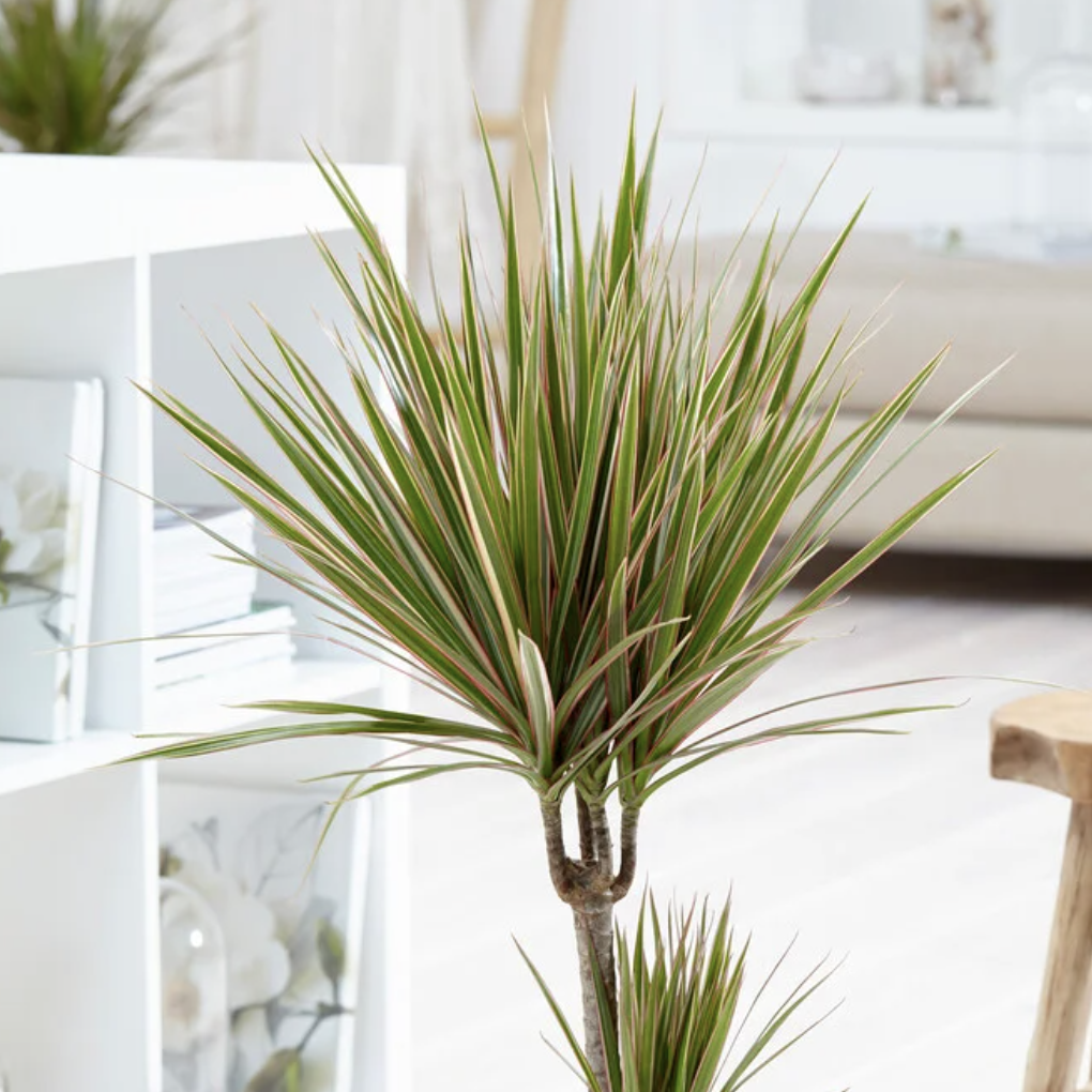 Драцена Маргината Биколор (Dracaena Marginata Bicolor) D12см