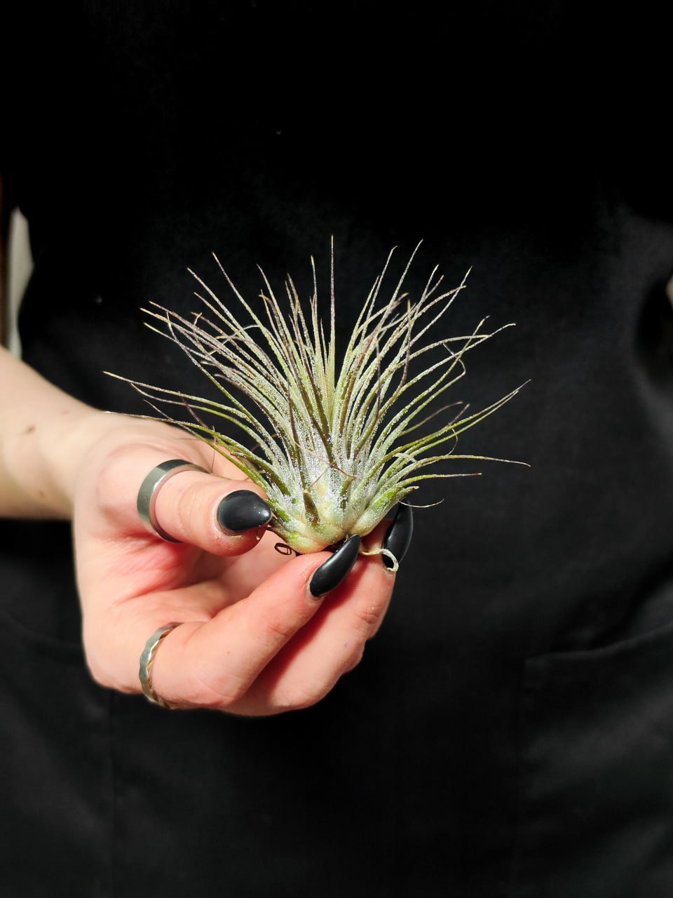 Тилландсия Ионанта Вайт (Tillandsia Ionantha White)