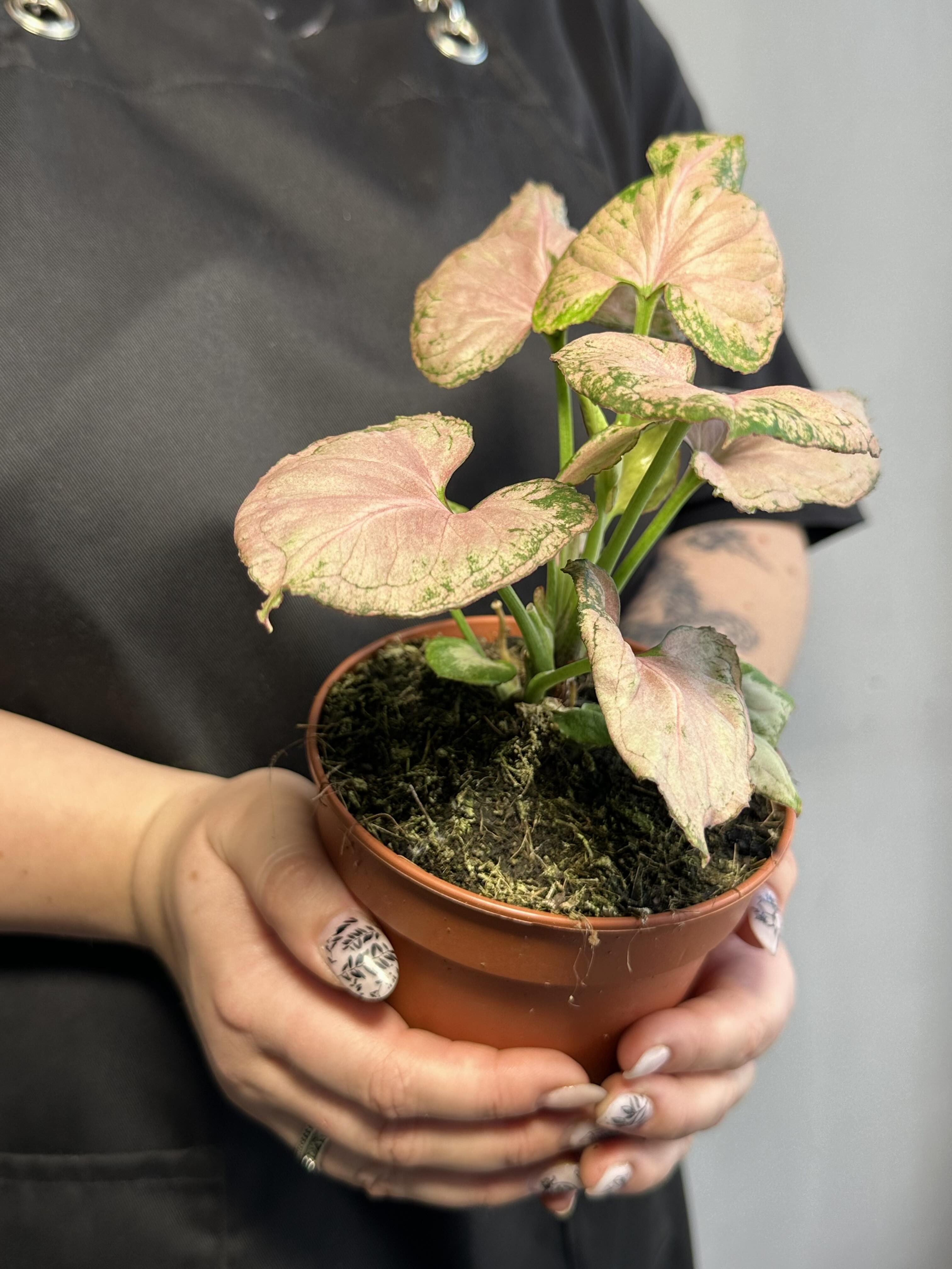 Сингониум Конфетти Милк (Syngonium Milk Konfetti) D12см