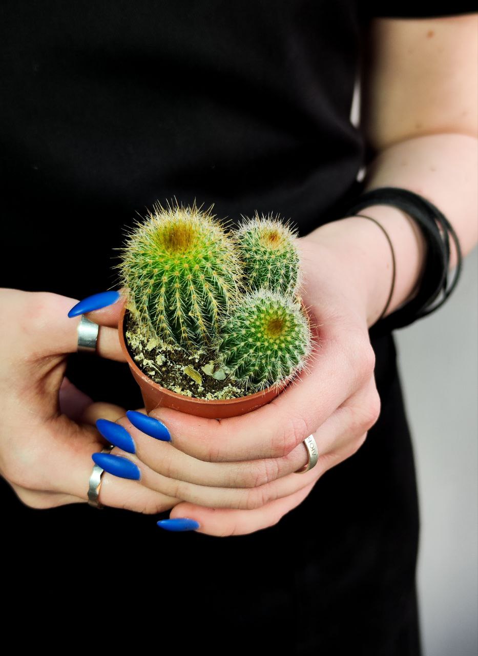 Нотокактус Ленингхауза Груп, или Лимонный Шар (Notocactus Leninghausii Group) D5см