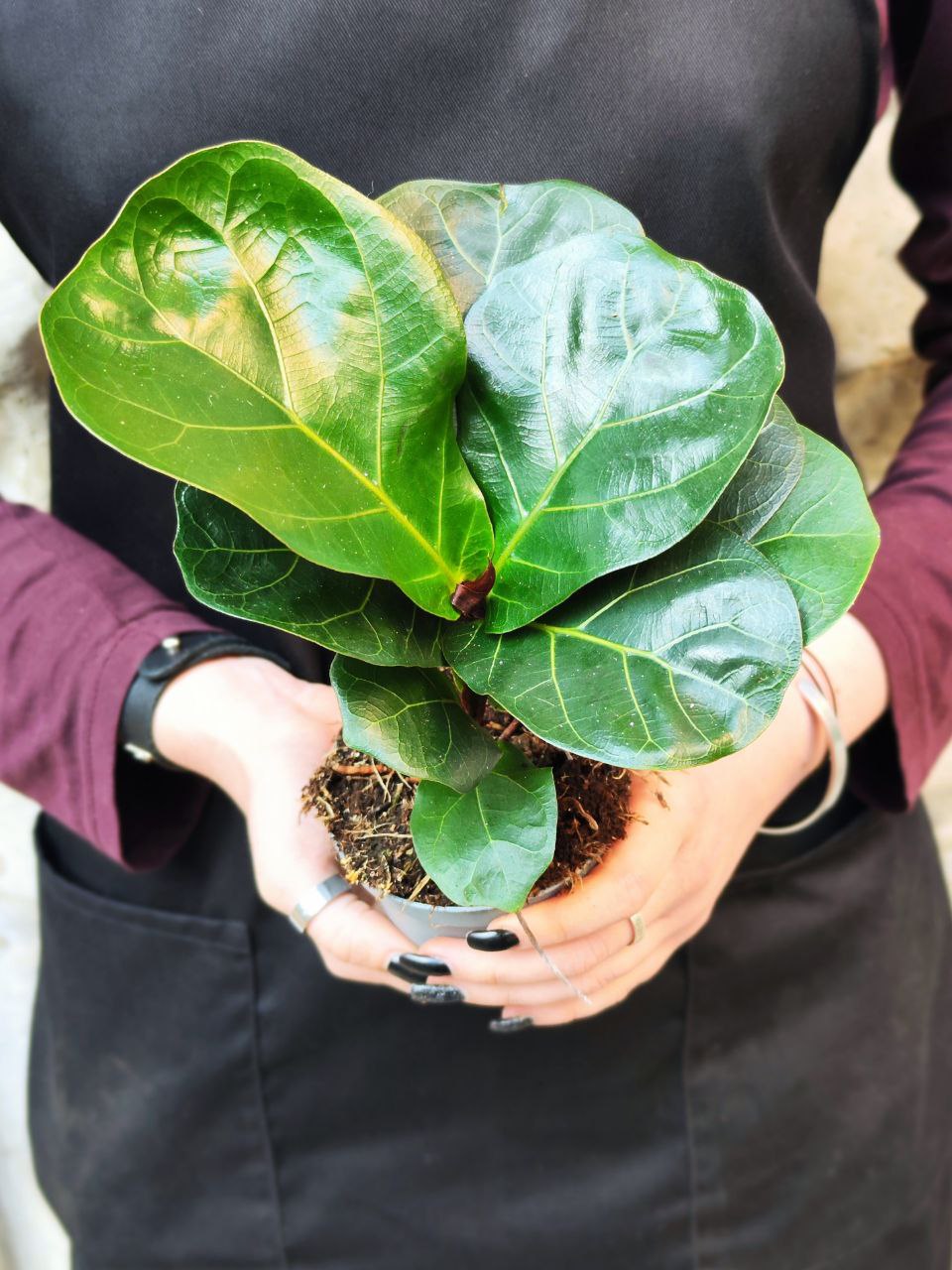 Фикус Лирата Компакта (Ficus Lyrata Compacta) D11см