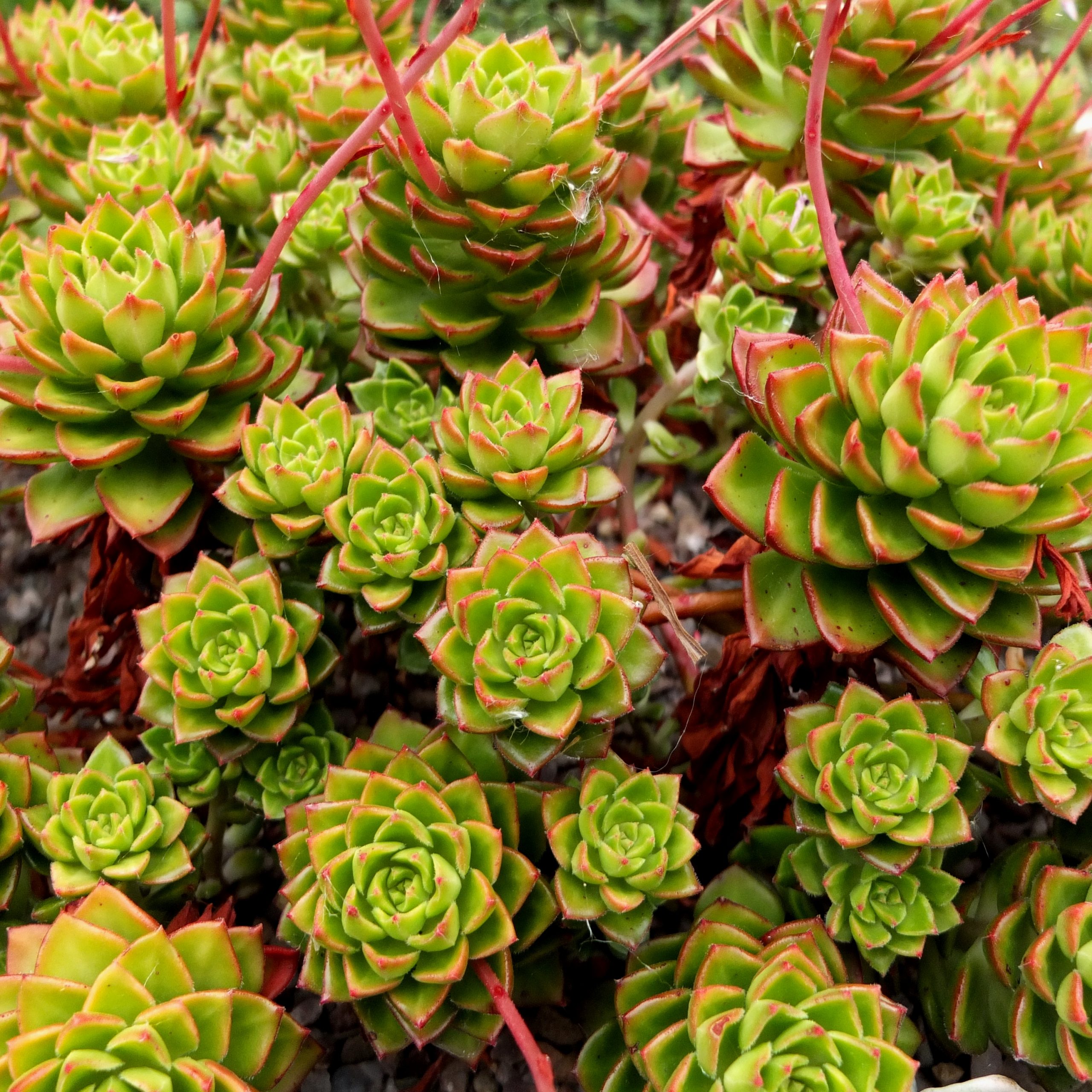 Эхеверия Аффинис Ред (Echeveria Affinis Red) D5см