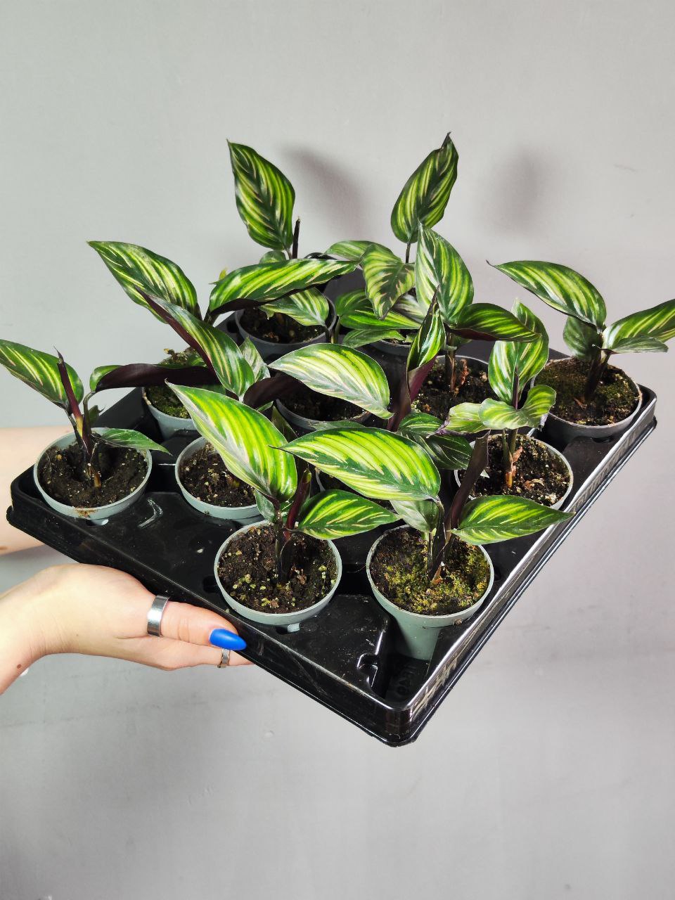 Калатея Бьюти Стар (Calathea Beauty Star) 6см