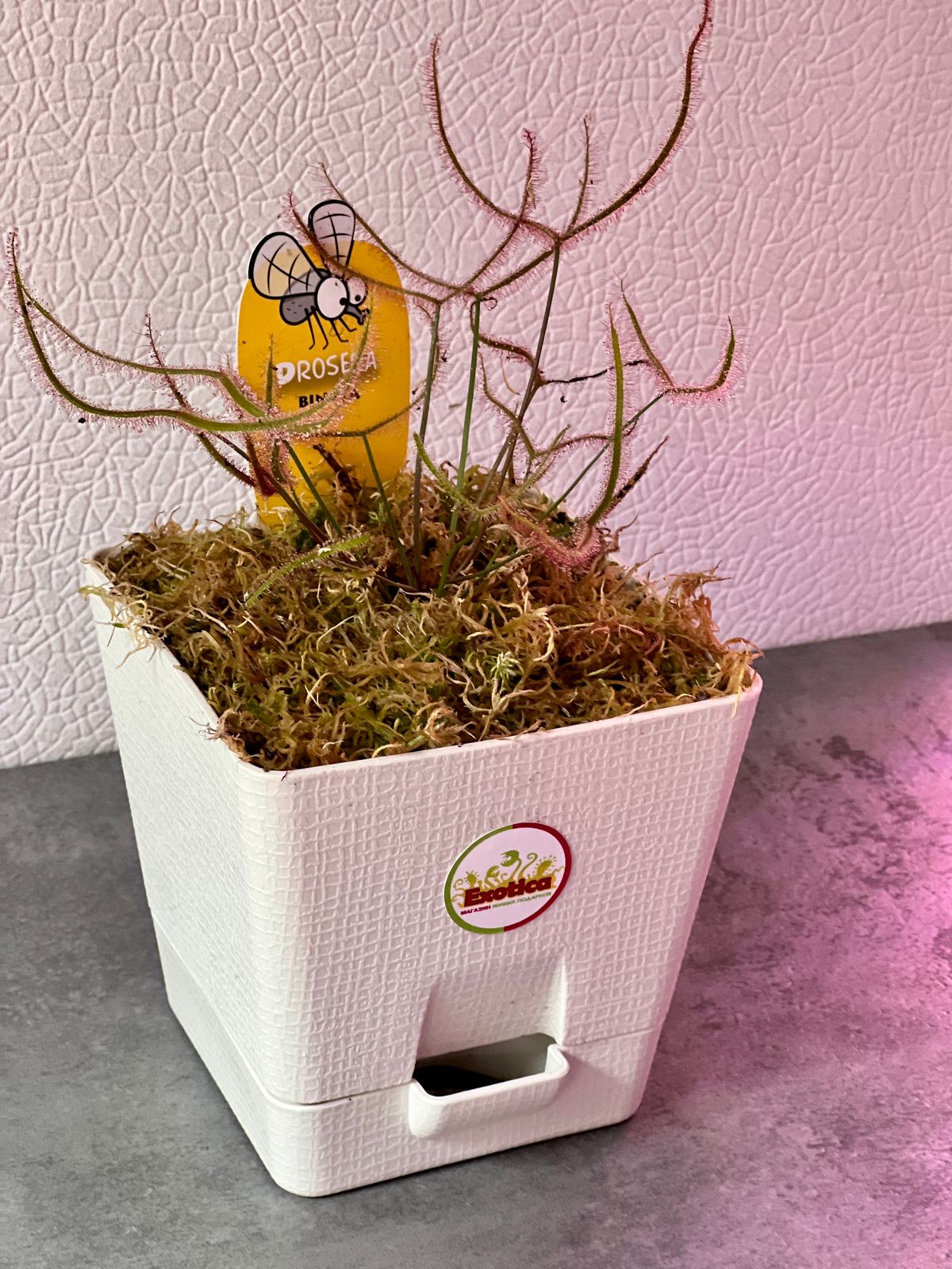 Росянка Бината (Drosera Binata) пересаженная 12см