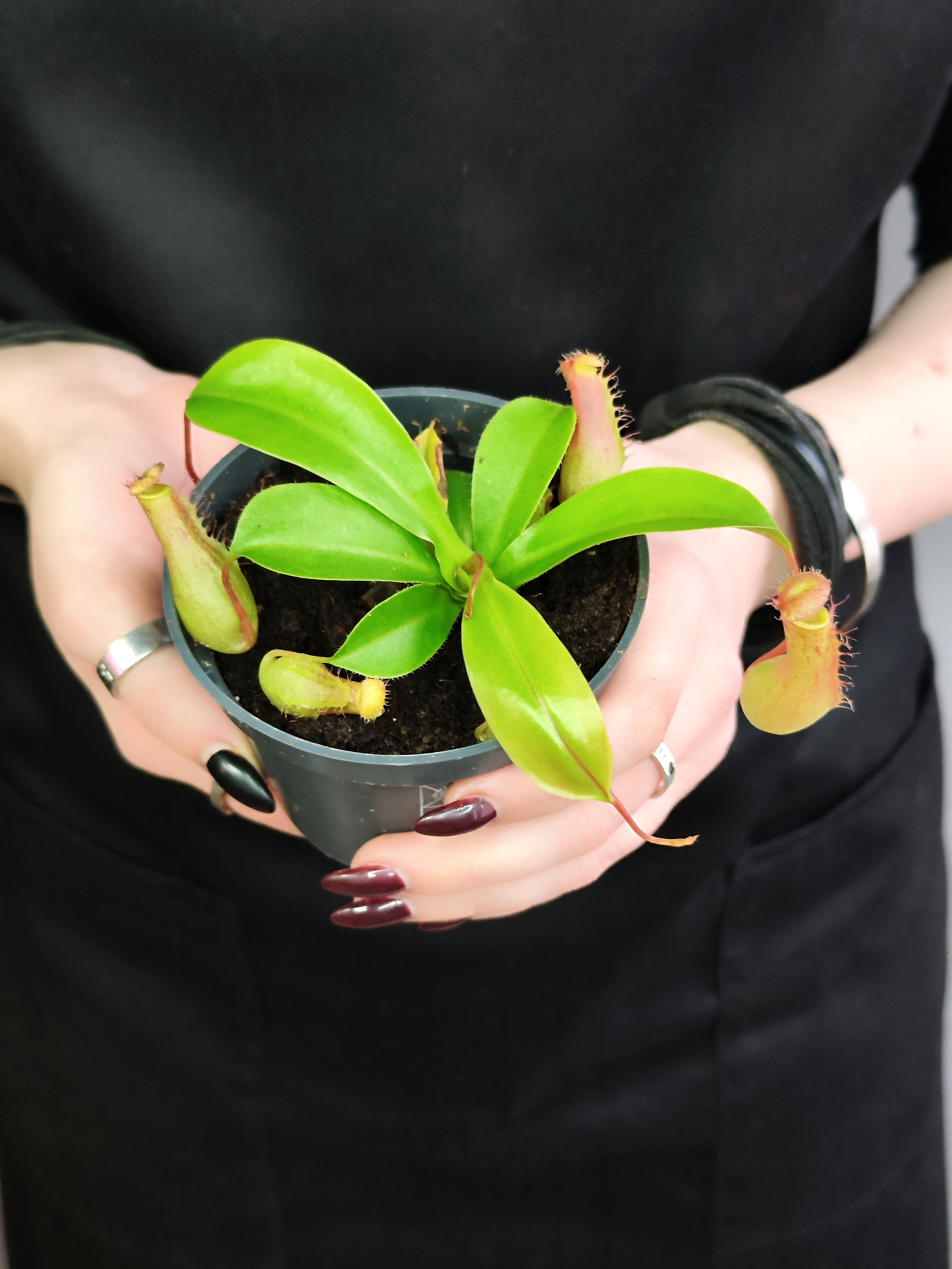Непентес Вентрата (Nepenthes Ventrata) D9см