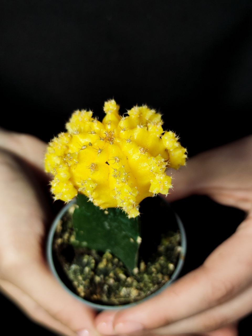 Кактус Гимнокалициум Михановича Желтый (Gymnocalycium Mihanovichii Yellow) D5см