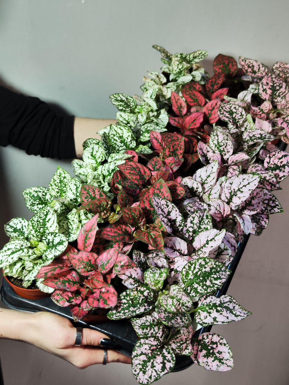 Гипоэстес Листоколосковый Пинк (Hypoestes Phyllostachya Pink) D8см