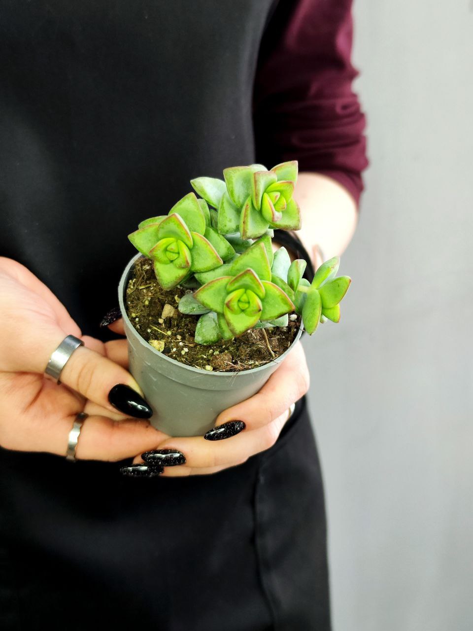 Крассула Рупестрис (Crassula Rupestris) D5см
