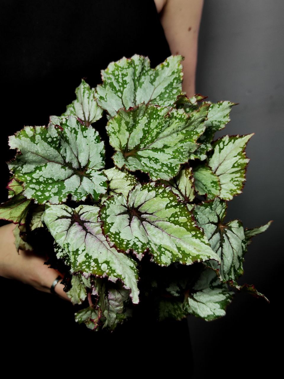 Бегония Рекс Азиан Тундра (Begonia Rex Asian Tundra) D12см