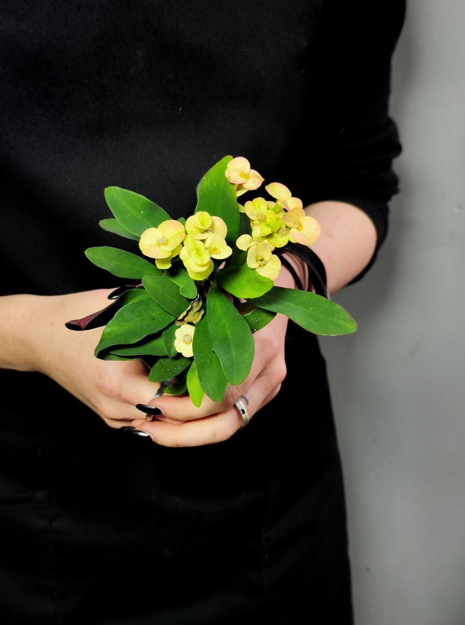 Эуфорбия Миля Персиковая (Euphorbia Milii Hera) D6см