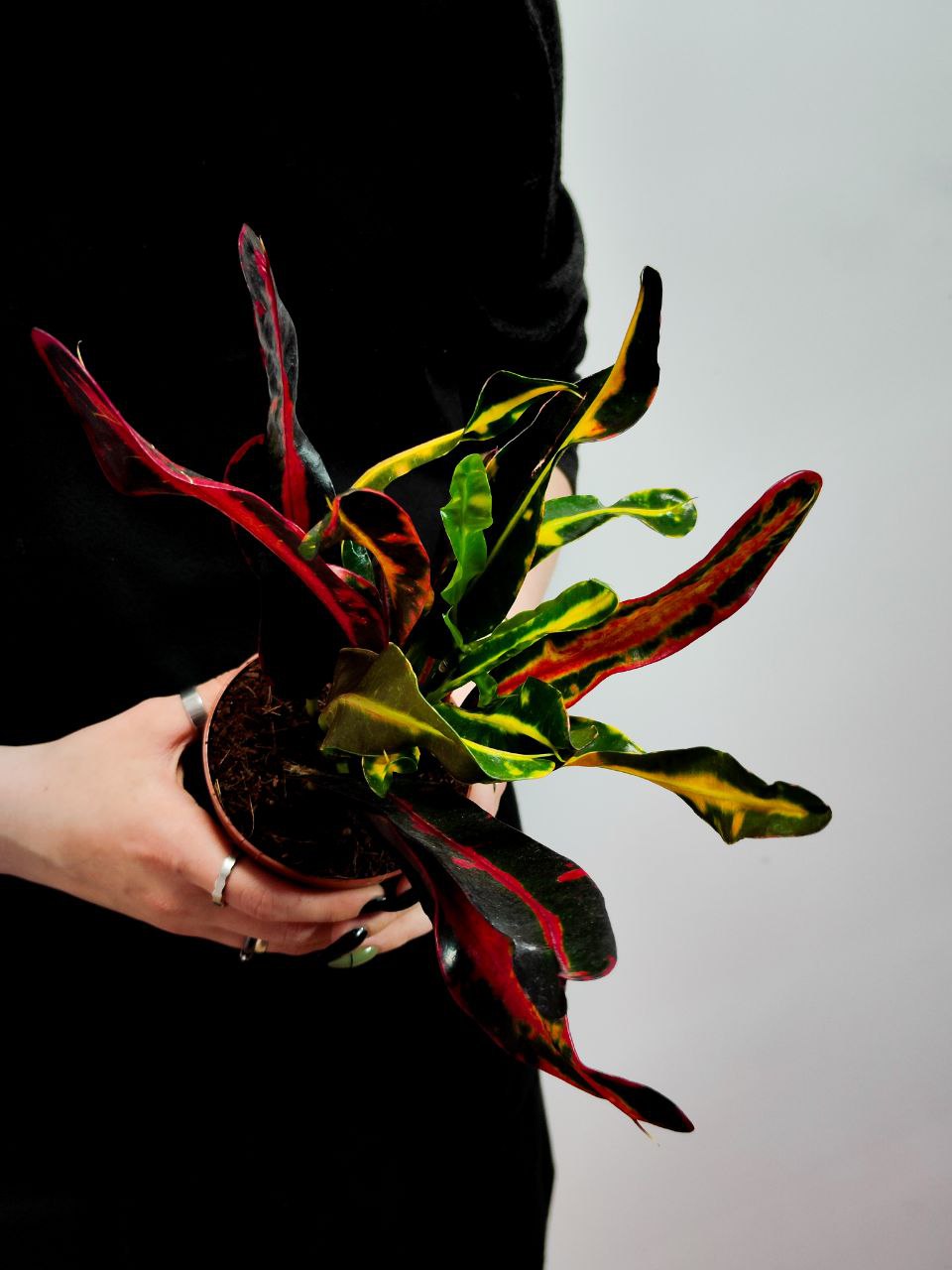 Кодиеум (Кротон) Мамми (Codiaeum Mammy) D9см