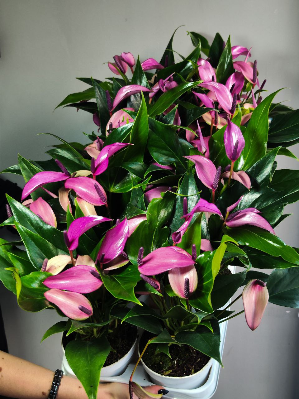 Антуриум Андре Зизу (Anthurium Andre Zizou) D12см