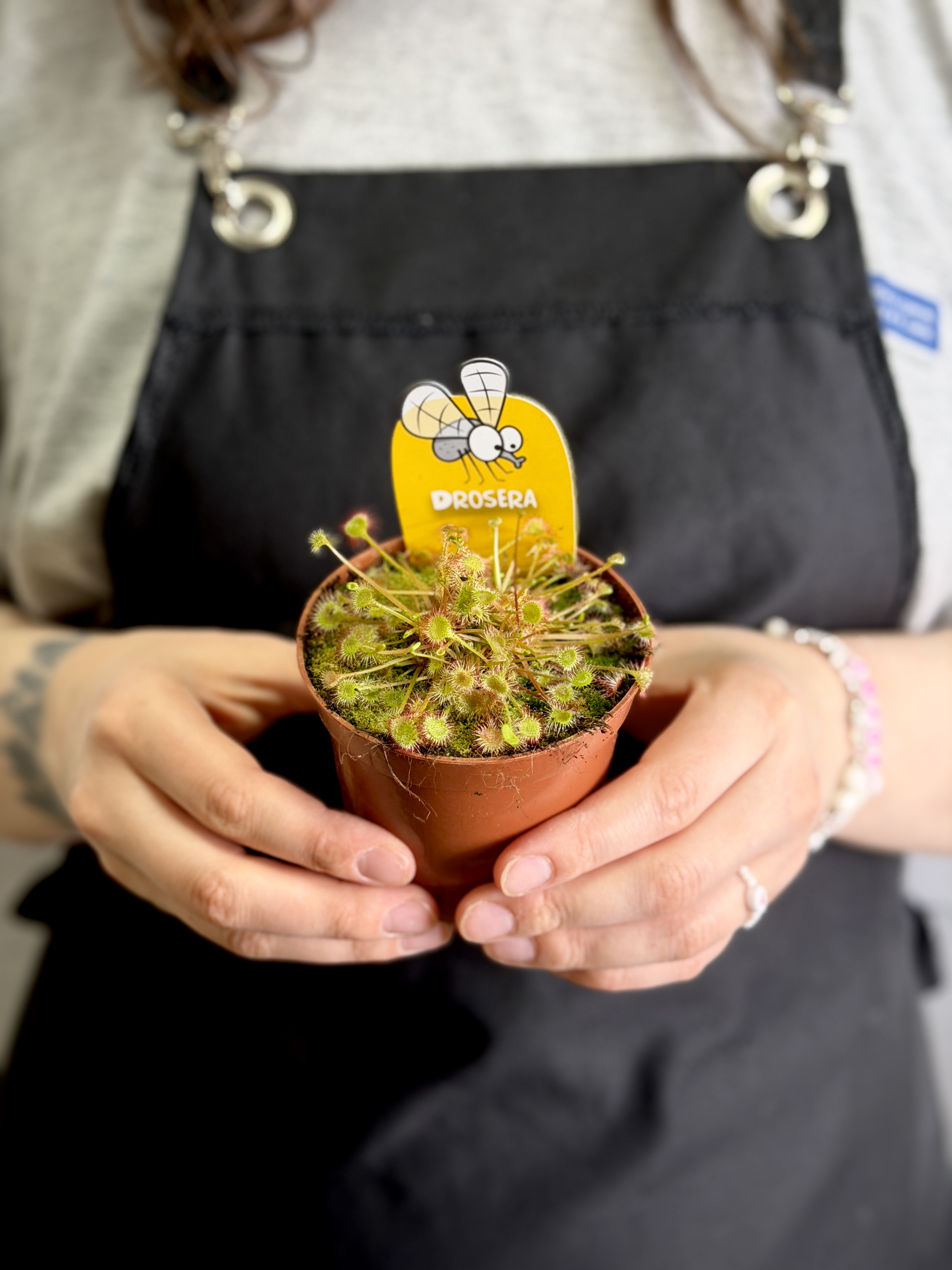 Росянка Круглолистная (Drosera Rotundifolia) D9см