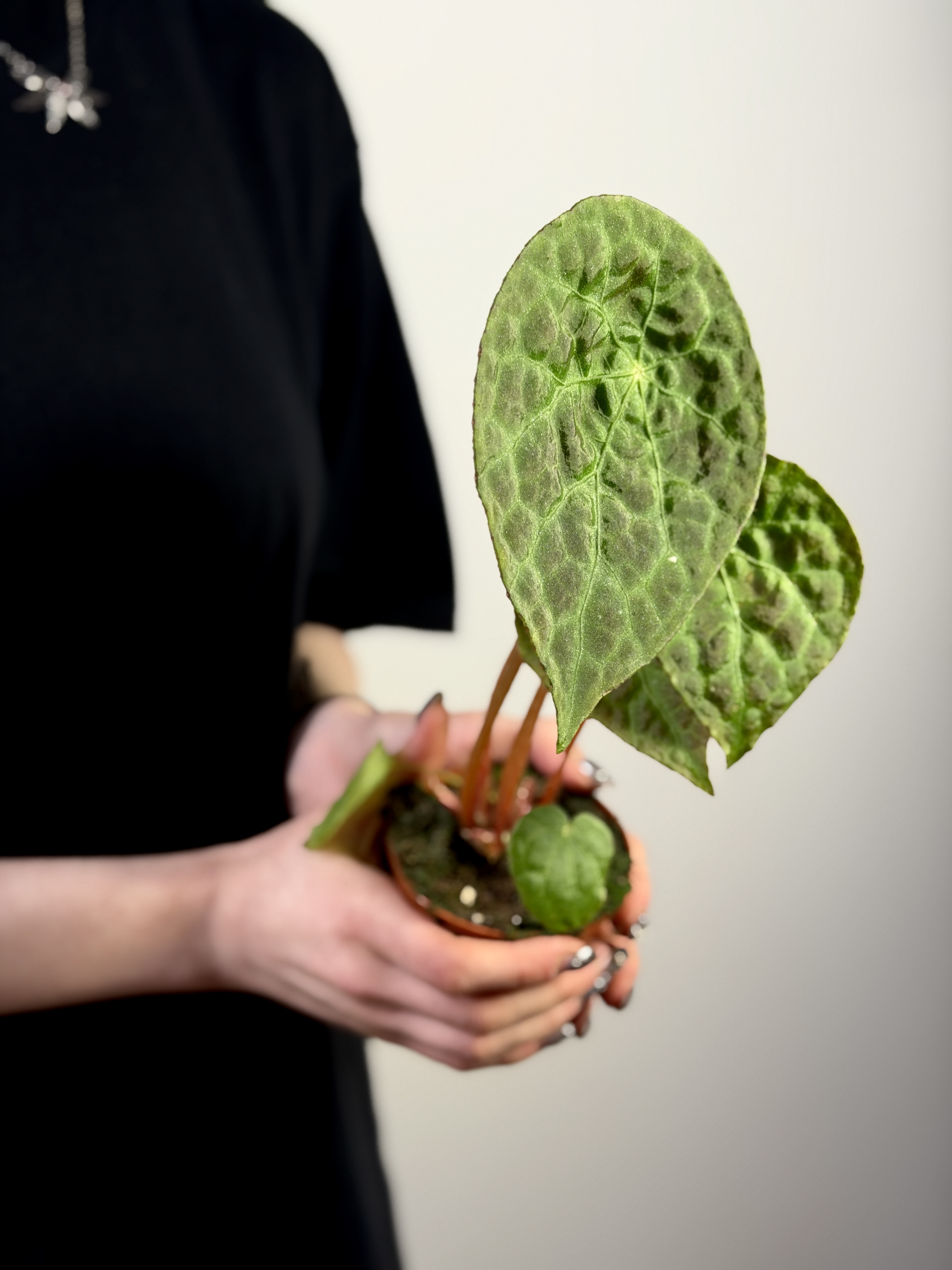 Бегония Футоенсис (Begonia Phuthoensis) D8см