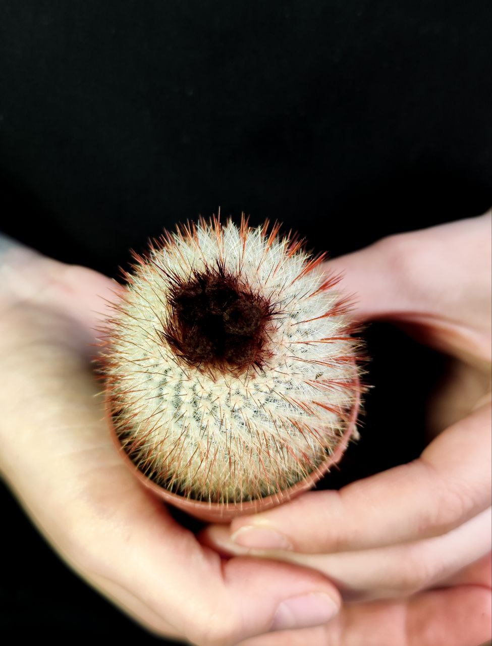 Нотокактус Метельчатый (Notocactus Scopa) D5см