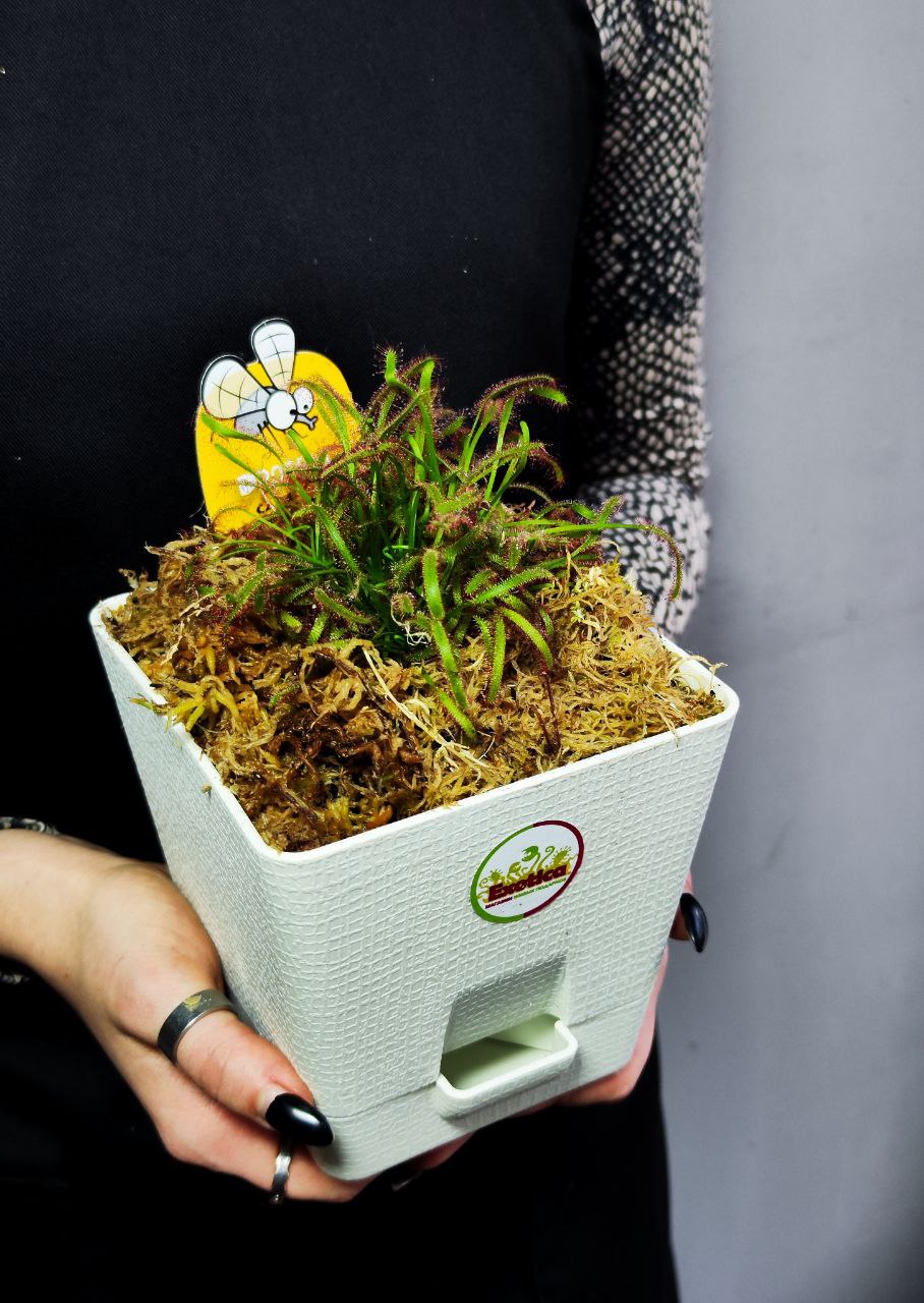 Росянка Капская (Drosera Capensis) пересаженная D12см