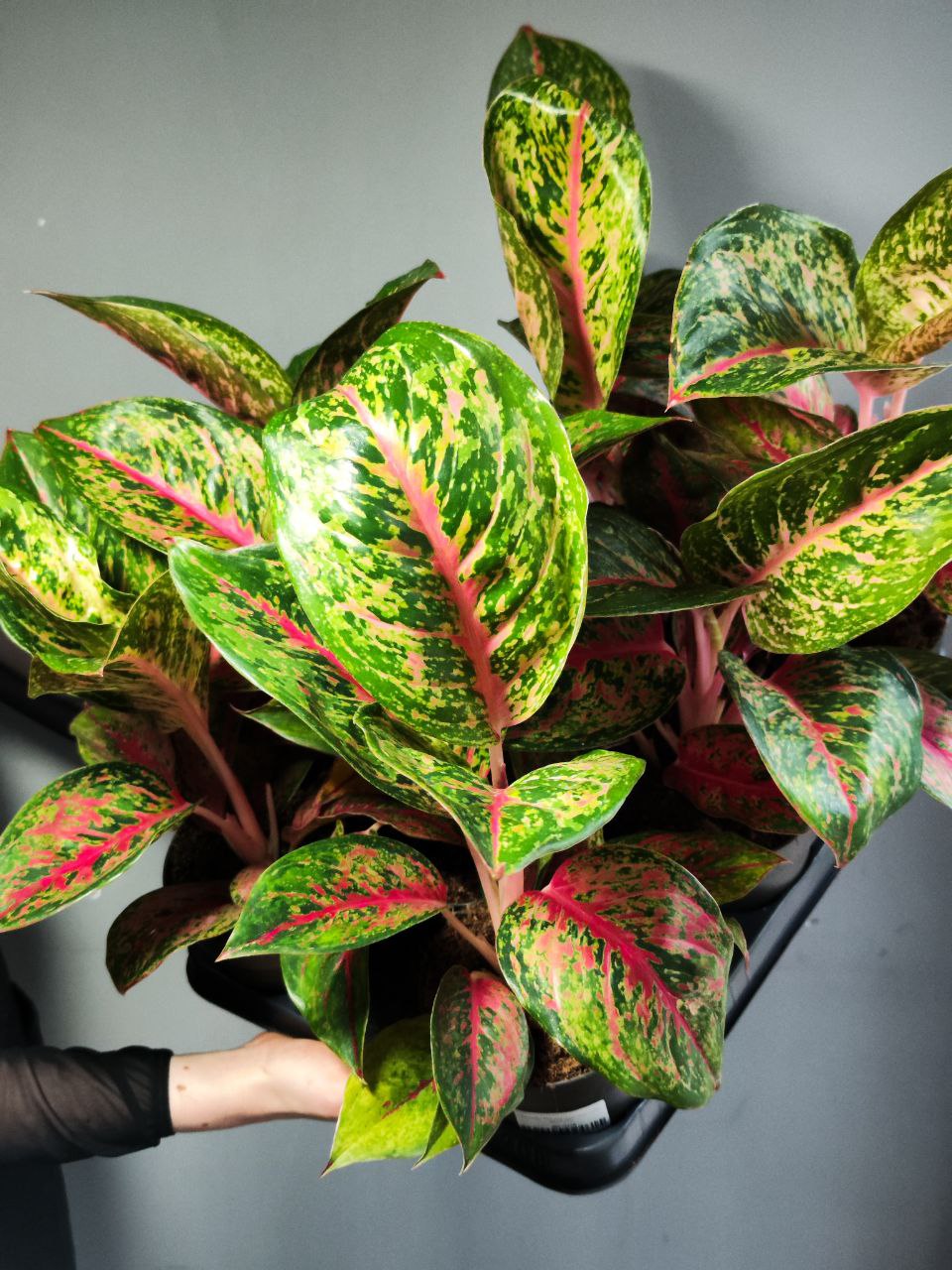 Аглаонема Личи Ред (Aglaonema Lychee Red) D12см