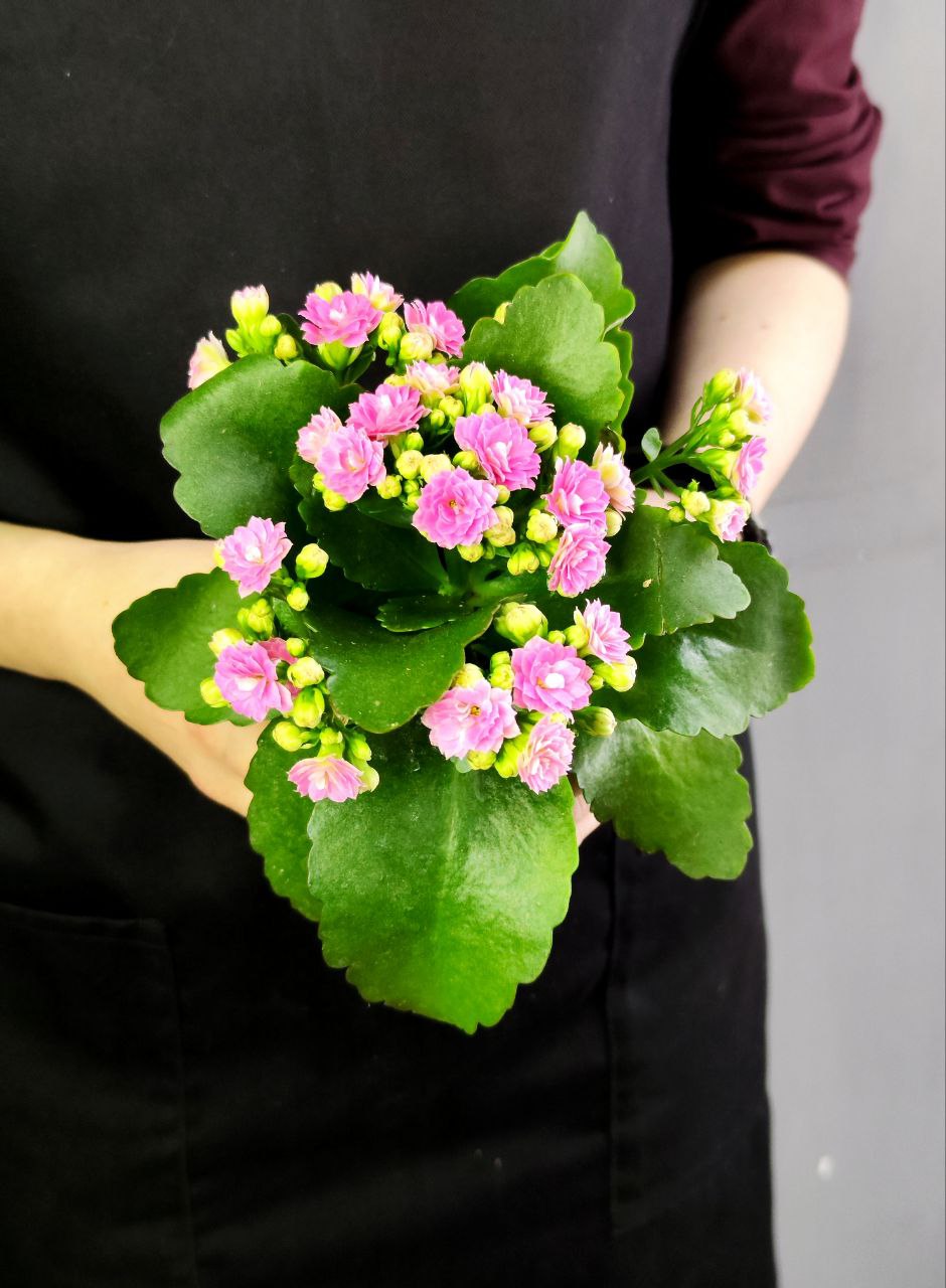 Каланхоэ Розалина Розовая (Kalanchoe Rosalina Pink) D9см