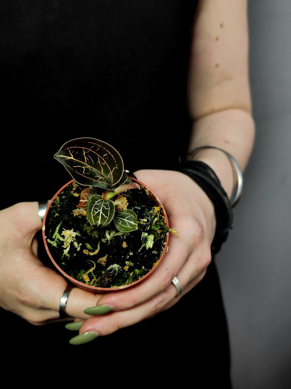 Орхидея Драгоценная Анектохилус Бурманикус (Jewel Orchid Anoectochilus Burmannicus) D7см