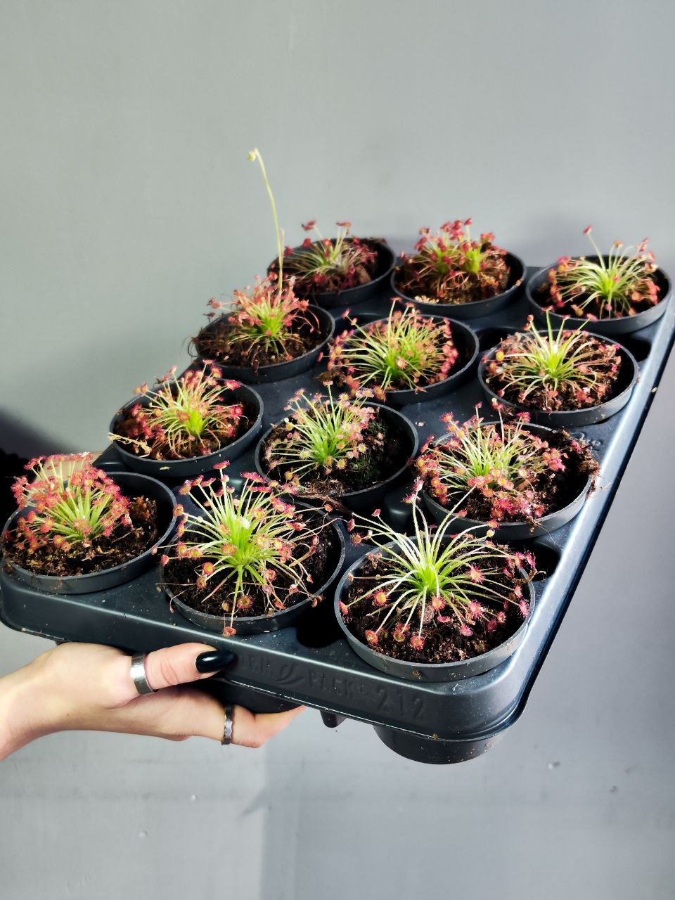 Росянка Парадокса (Drosera Paradoxa) D9см