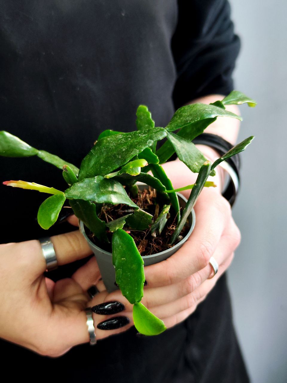 Рипсалис Криспата (Rhipsalis Crispata) D5см