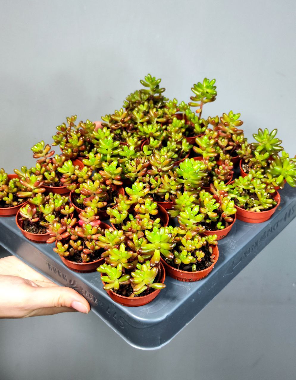 Седум Рубротинктум Аврора (Sedum Rubrotinctum Aurora) D5см