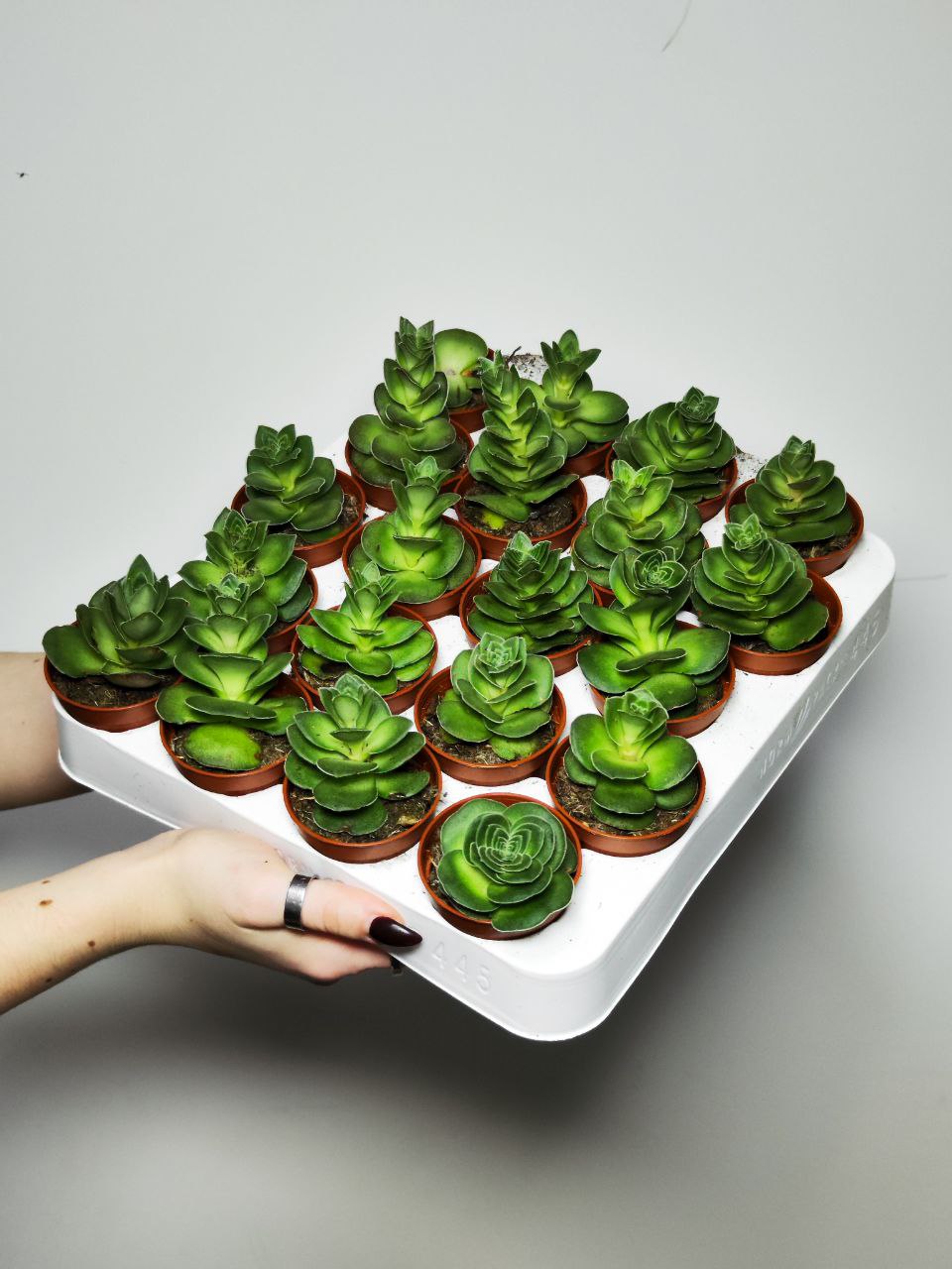 Крассула Капителла Туррита (Crassula Capitella Turrita) D5см