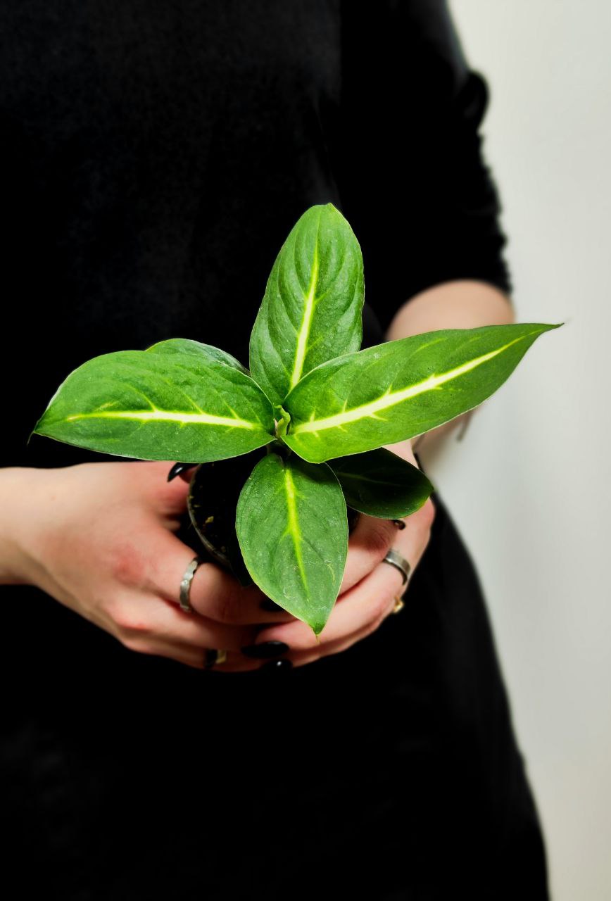 Диффенбахия Грин Мэджик (Dieffenbachia Green Magic) D6см