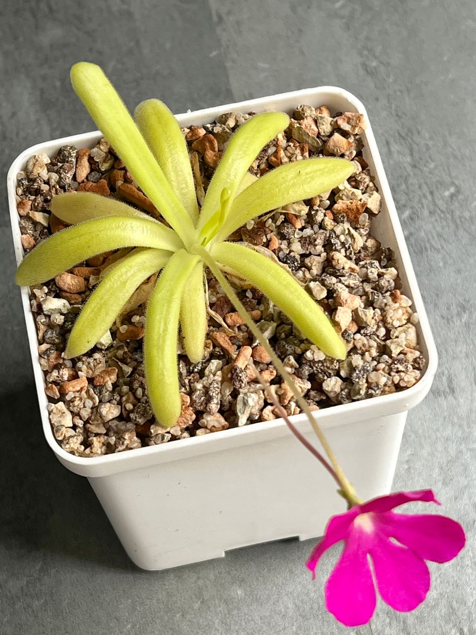 Жирянка Moctezumae x Rectifolia 8x8см