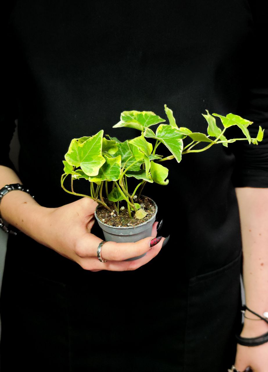 Хедера Хеликс Вариегата Йеллоу (Hedera Helix Variegata Yellow) D6см
