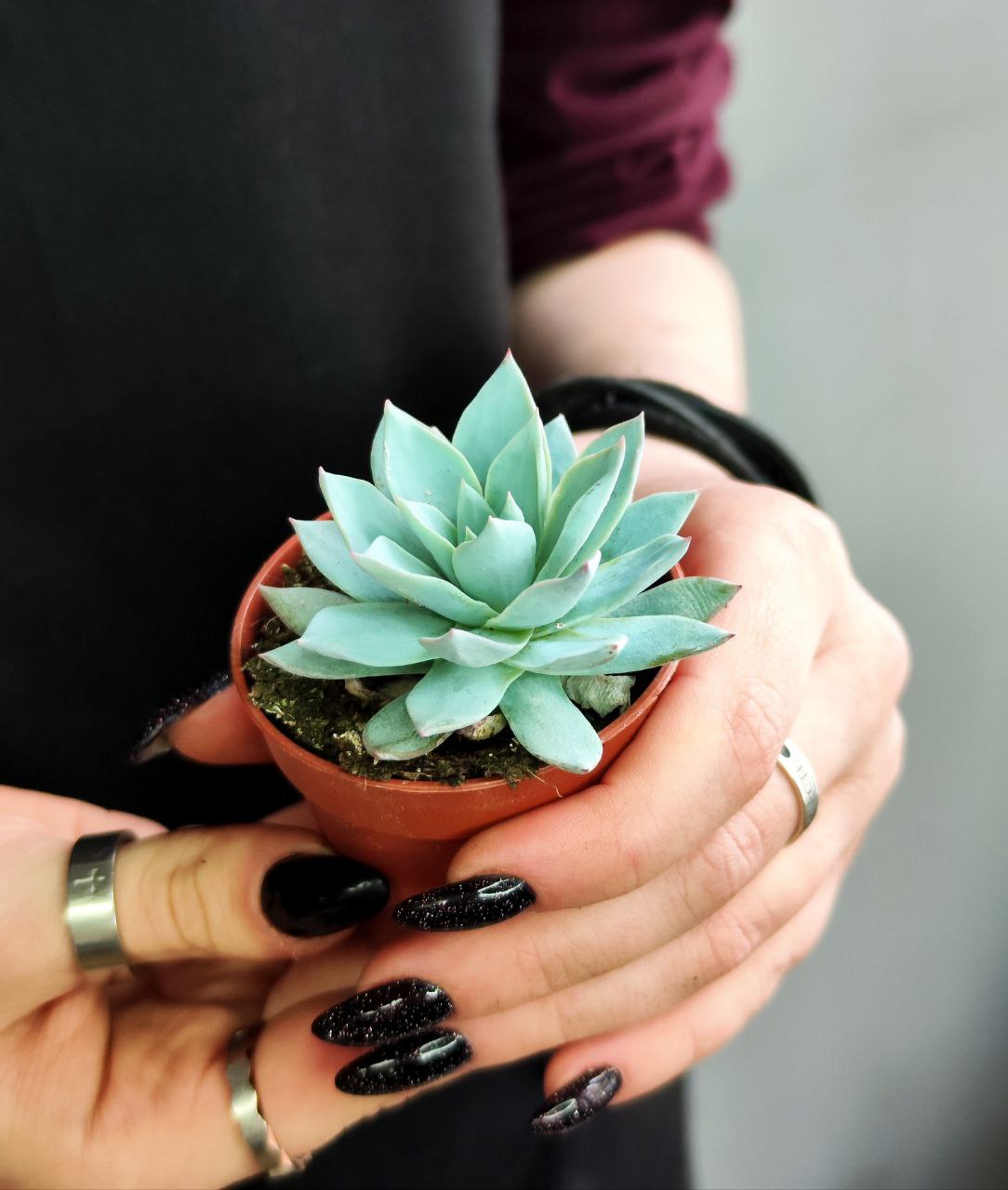 Эхеверия «Блю Бёрд» (Echeveria Blue Bird) D5см