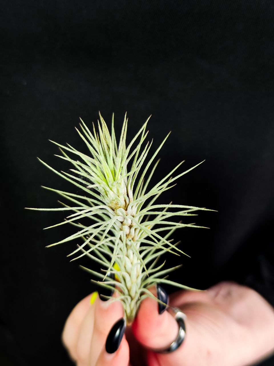 Тилландсия Фанкиана Мини (Tillandsia Funckiana Mini)