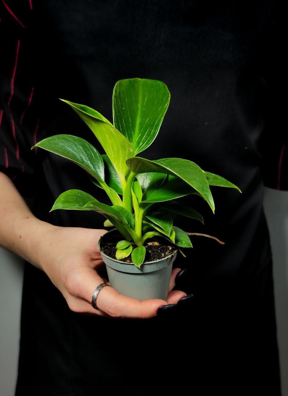 Филодендрон Биркин (Philodendron Birkin) D6см