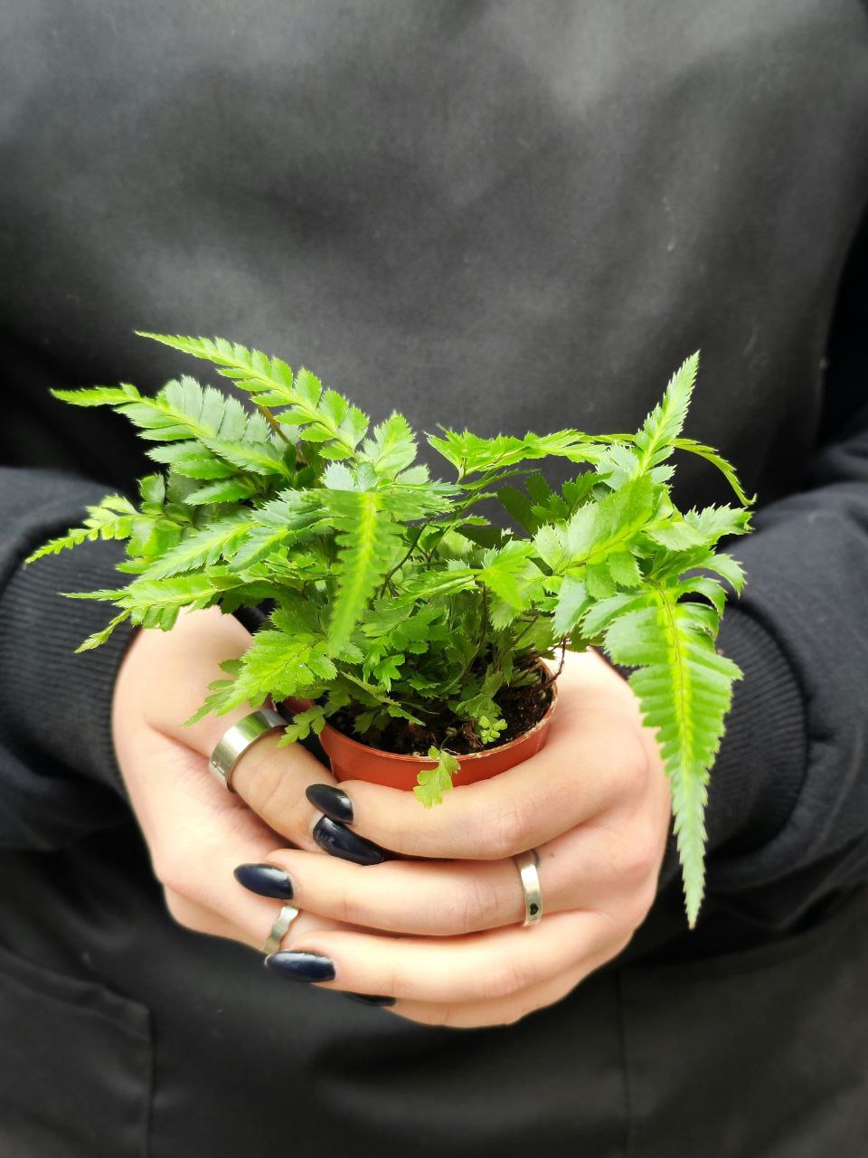 Румора Адиантиформис Вариегата (Rumohra Adiantiformis Variegata) D5см