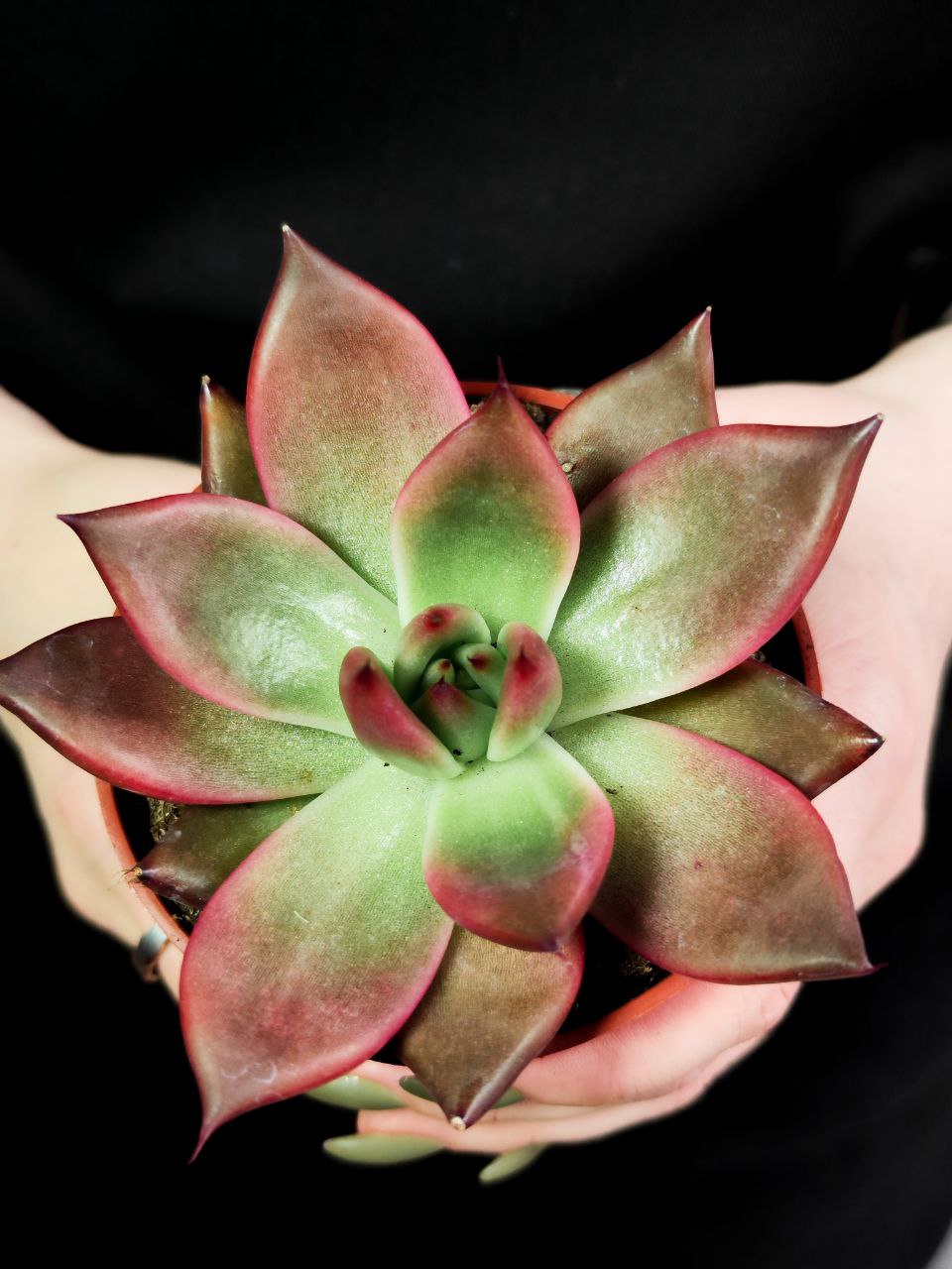 Эхеверия Марс Галакси (Echeveria Mars Galaxy) D8см