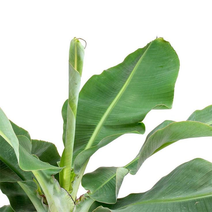 Комнатное Растение Банан (Musa Acuminata) D12см