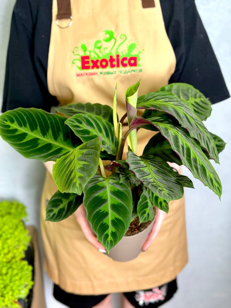 Калатея Варшевича (Calathea Warscewiczii) D12см