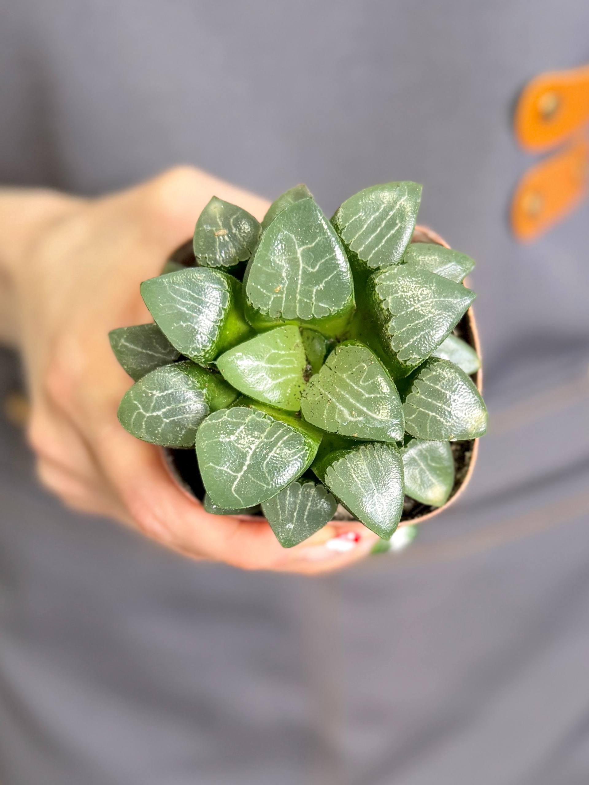 Хавортия Баера (Haworthia Bayeri) D7см