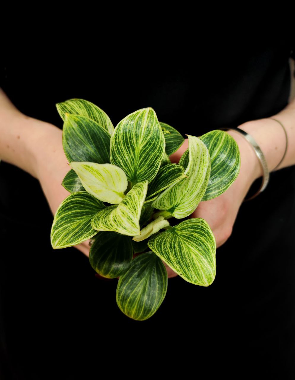 Филодендрон Перидот, или Биркин Вариегатный (Philodendron Peridot) D6см