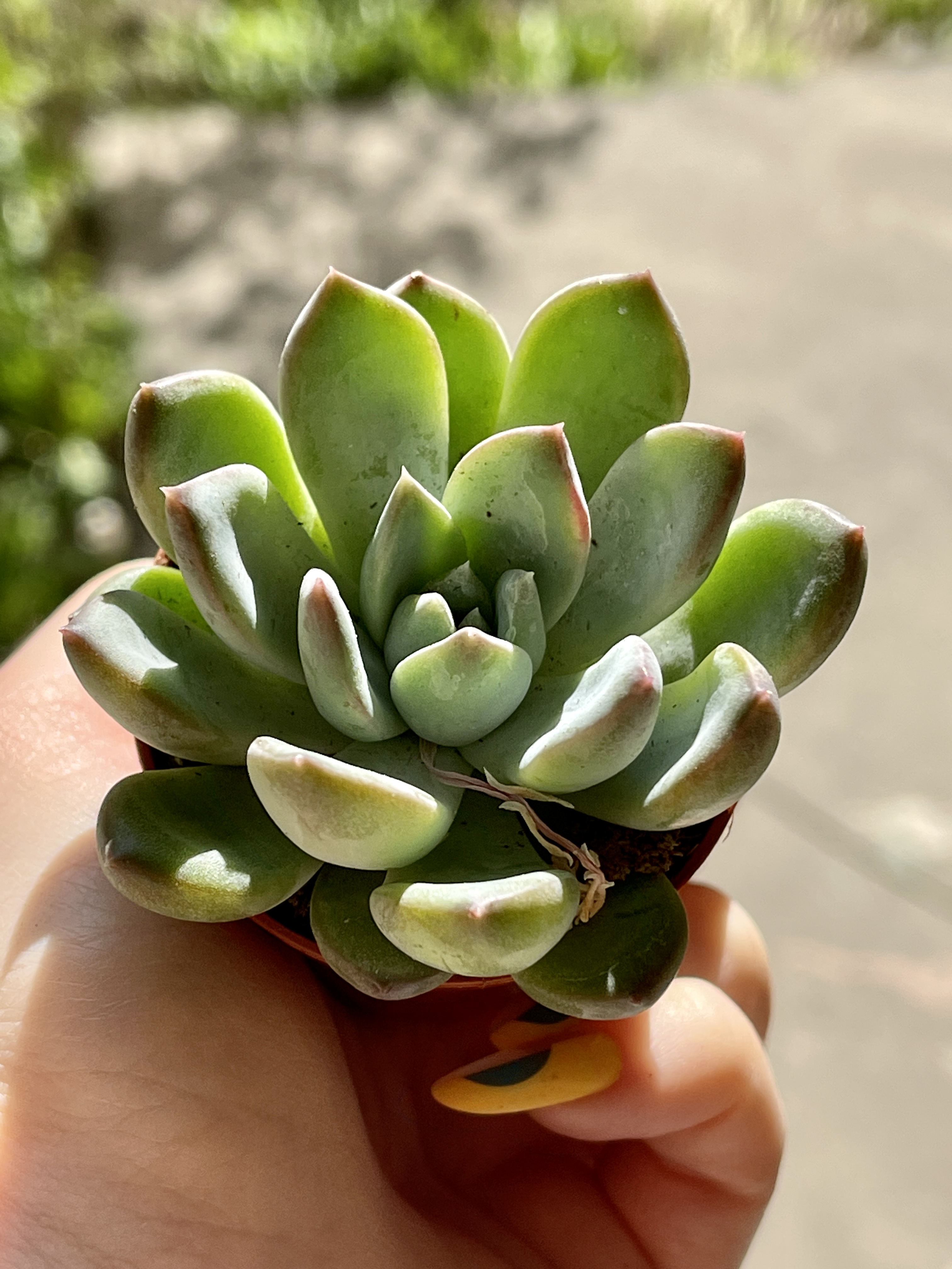 Эхеверия Линдсиана (Echeveria Lindsayana) D5см