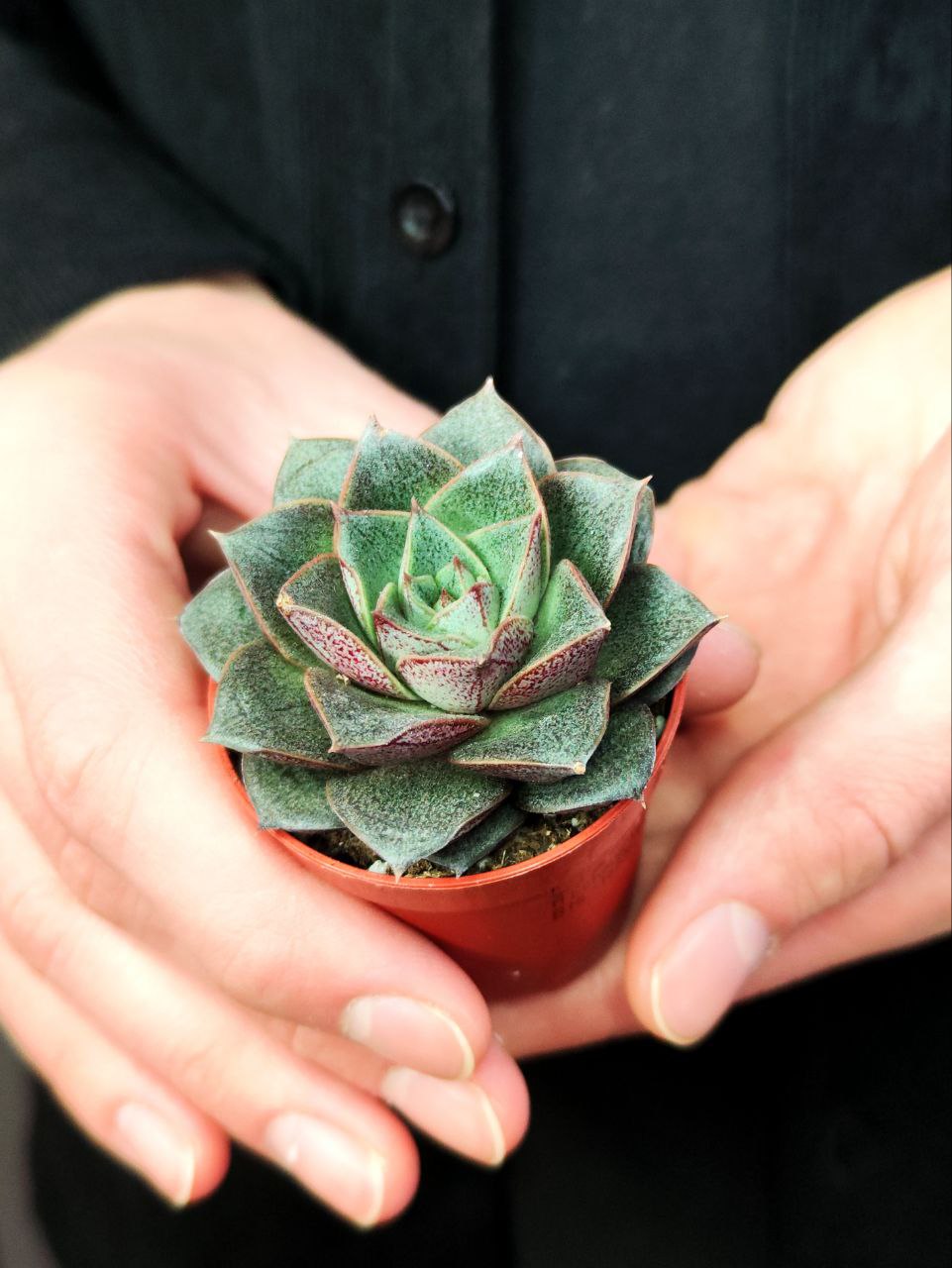 Эхеверия Пурпузорум (Echeveria Purpusorum) D5см